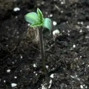 FORBIDDEN BLUEPRINT / PCG