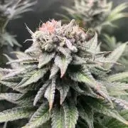 HINDU KUSH Divine Seeds