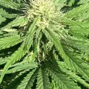 BLUE CHEESE Divine Seeds