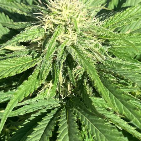 BLUE CHEESE Divine Seeds