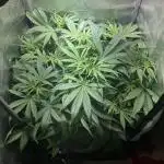 Auto Fractal/ Divine seeds