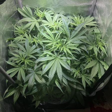 Auto Fractal/ Divine seeds