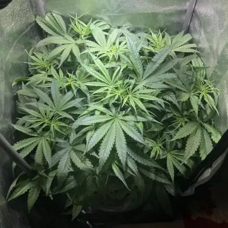 Auto Fractal/ Divine seeds