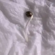 FORBIDDEN BLUEPRINT / PCG