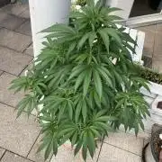 BLUE CHEESE Divine Seeds