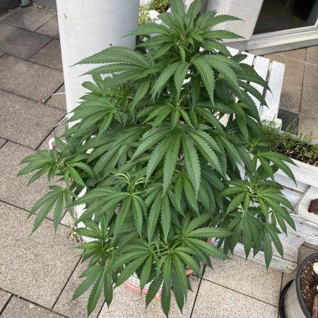 BLUE CHEESE Divine Seeds
