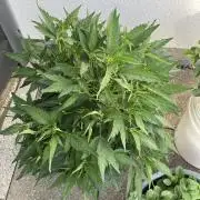 BLACK CHERRY PUNCH cut / Pyramid seeds