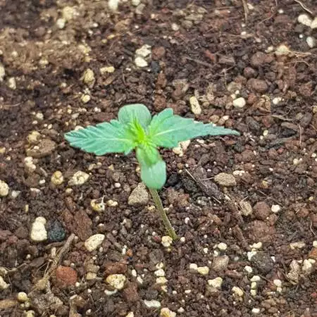 Pineapple anesthesia 