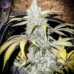 Green Gelato RQS DWC