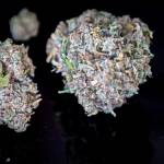 Stardawg FastBuds DWC BDK 