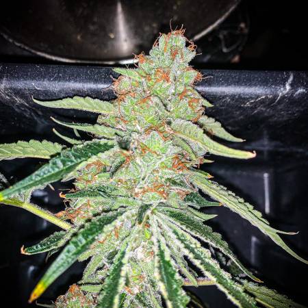 Triple G Royal Queen Seeds DWC 