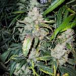 Gorilla Zkittlez FastBuds autos 