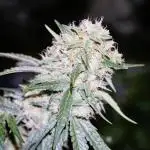 Pineapple Express by MSNL Seeds