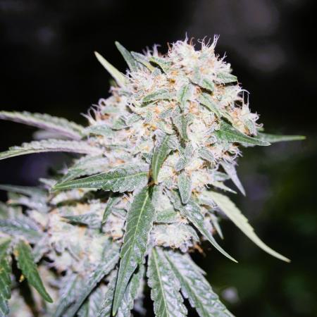 Pineapple Express by MSNL Seeds
