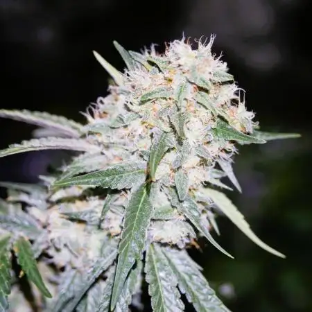 Pineapple Express by MSNL Seeds