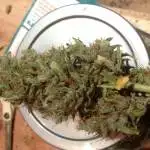 California Snow harvest 