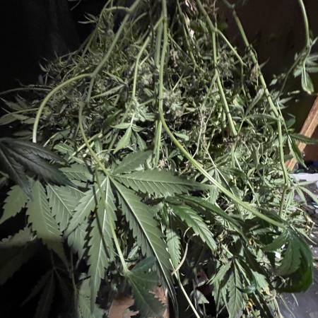 Cinderella Auto FastBuds DWC 