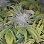 White Rasberry TRUFFLE OSS SOIL BIO BIZZ