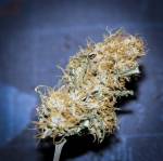 Star dawg plant A