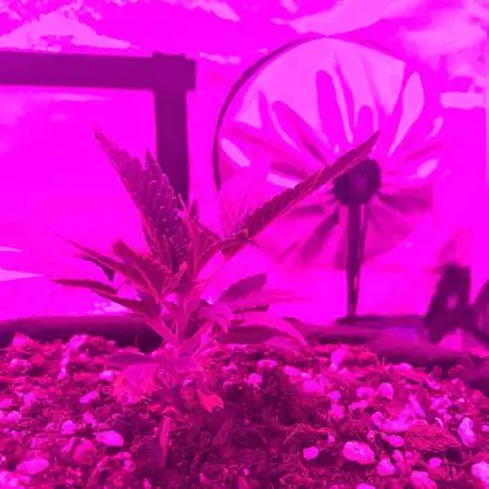 Feminized GG #4
