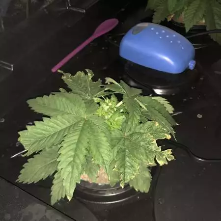 Sour diesel dwc grow