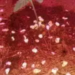 Green_Grow_Genetic