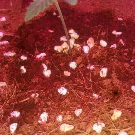 Green_Grow_Genetic