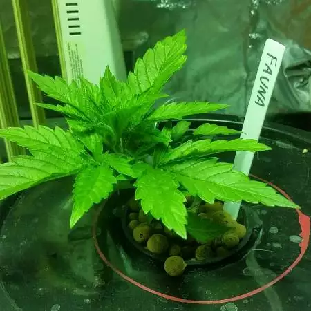 First DWC