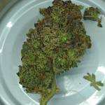 Tangie'matik
