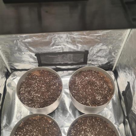 Gorilla Cookies.