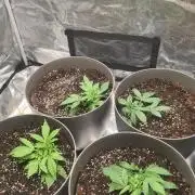 Gorilla Cookies.