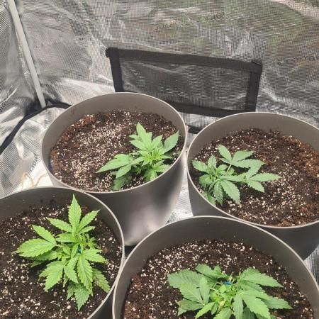 Gorilla Cookies.
