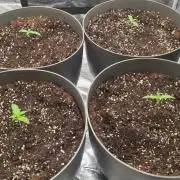 Gorilla Cookies.