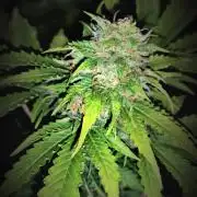 Green Crack.