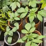 Conscious Genetics Zapples
