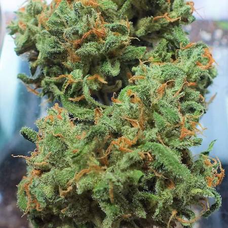 Shaggy's (Auto) Wappa Grow
