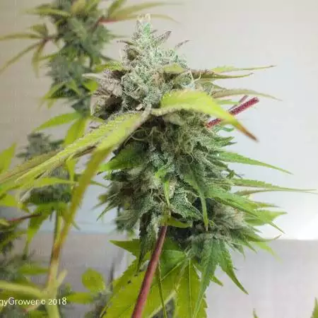 Shaggy's White Berry Grow