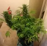gorilla glue auto