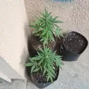 wurlz outdoor