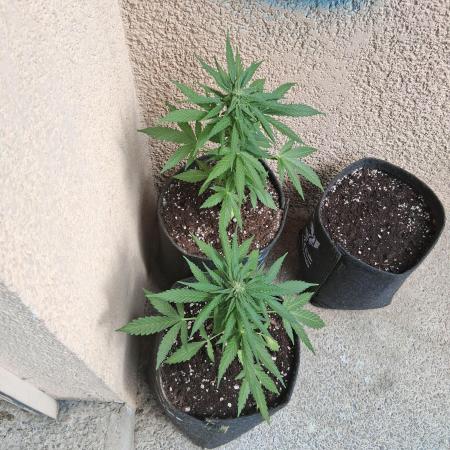 wurlz outdoor