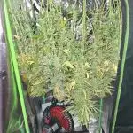 Frosted guava auto 2d run