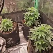 godfeather og f1 auto
