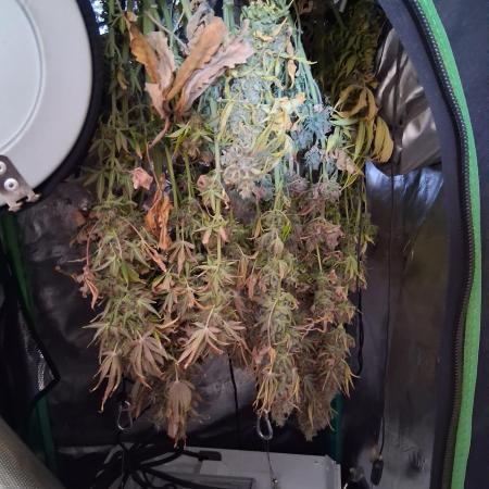 wurlz outdoor