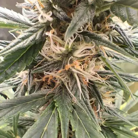 Frosted guava auto 2d run