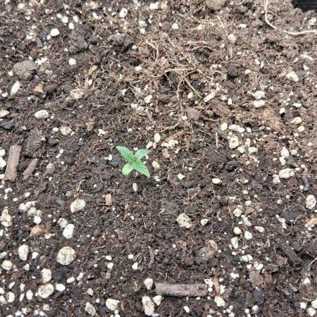 godfeather og f1 auto