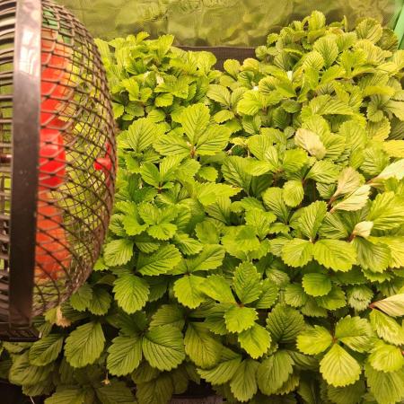 Fraises des bois 🍓