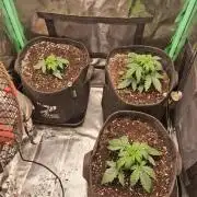 godfeather og f1 auto