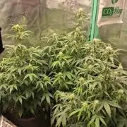 godfeather og f1 auto