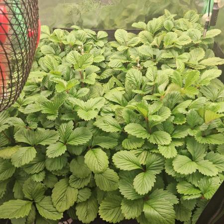 Fraises des bois 🍓