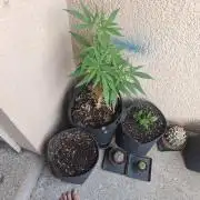 Wurlz of summer
